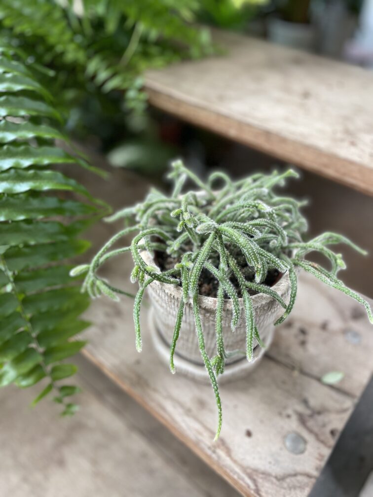 Zdjęcie rosliny doniczkowej Rhipsalis baccifera Horrida (Patyczak), ujęcie 3