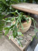 Zdjęcie rosliny doniczkowej Rhipsalis Crispata, ujęcie 1