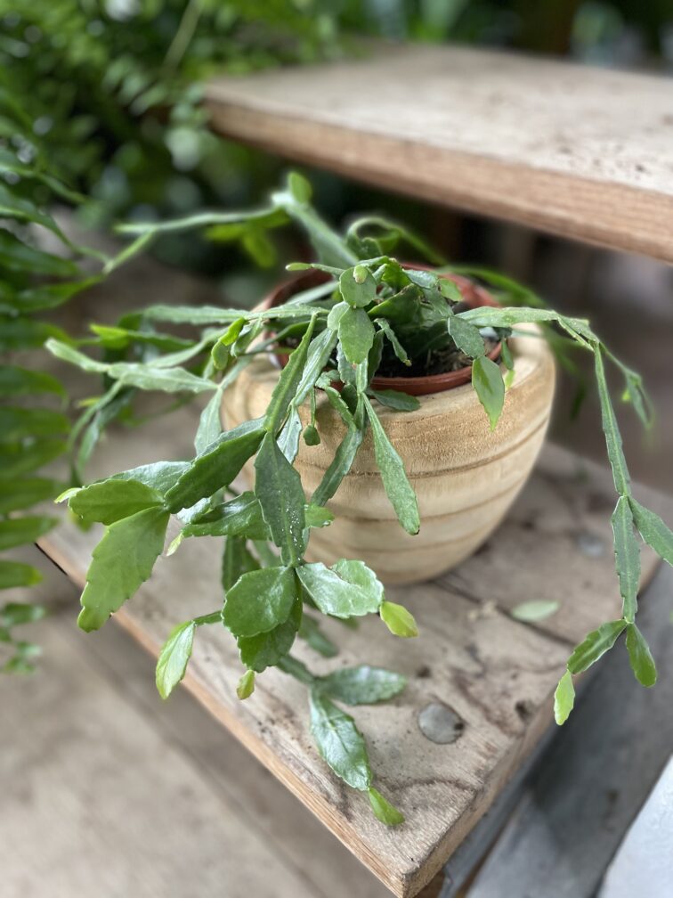 Zdjęcie rosliny doniczkowej Rhipsalis Crispata, ujęcie 1