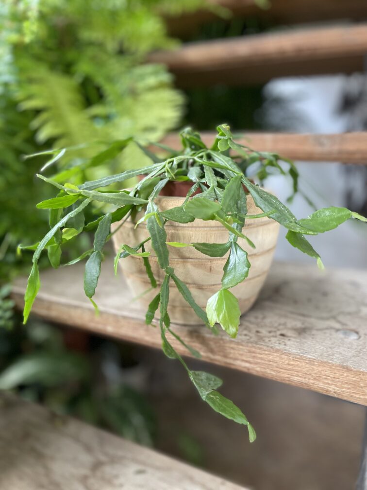 Zdjęcie rosliny doniczkowej Rhipsalis Crispata, ujęcie 2