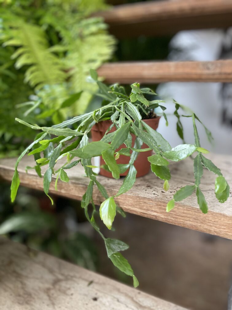 Zdjęcie rosliny doniczkowej Rhipsalis Crispata, ujęcie 3