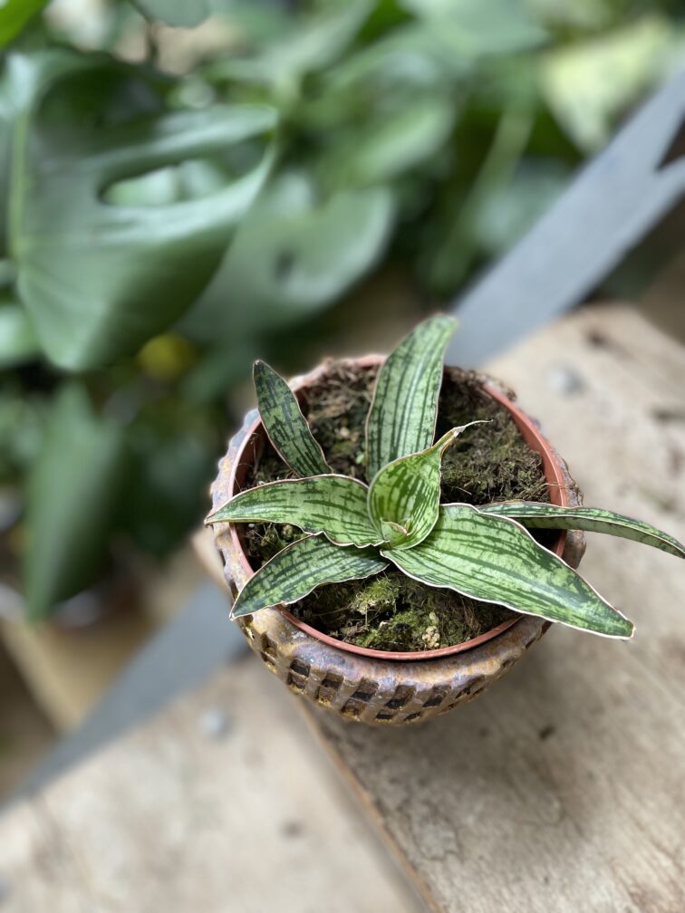 sansevieria-cleopatra_10x15-1_1747474638.jpg Zdjęcie rosliny doniczkowej Sansevieria Cleopatra, ujęcie 1