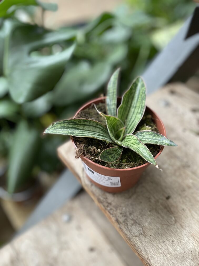 Zdjęcie rosliny doniczkowej Sansevieria Cleopatra, ujęcie 2