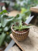 Zdjęcie rosliny doniczkowej Sansevieria Cleopatra, ujęcie 3