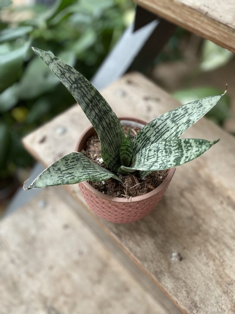 Zdjęcie rosliny doniczkowej Sansevieria Everest, ujęcie 1