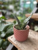 Zdjęcie rosliny doniczkowej Sansevieria Everest, ujęcie 2