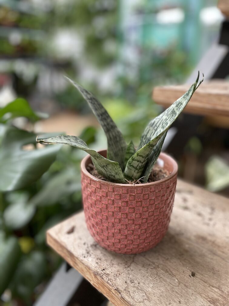 Zdjęcie rosliny doniczkowej Sansevieria Everest, ujęcie 2