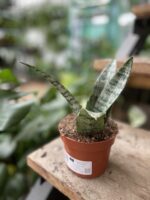 Zdjęcie rosliny doniczkowej Sansevieria Everest, ujęcie 3