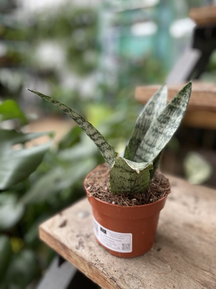 Zdjęcie rosliny doniczkowej Sansevieria Everest, ujęcie 3
