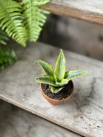 Zdjęcie rosliny doniczkowej Sansevieria Gabriella Variegata, ujęcie 1