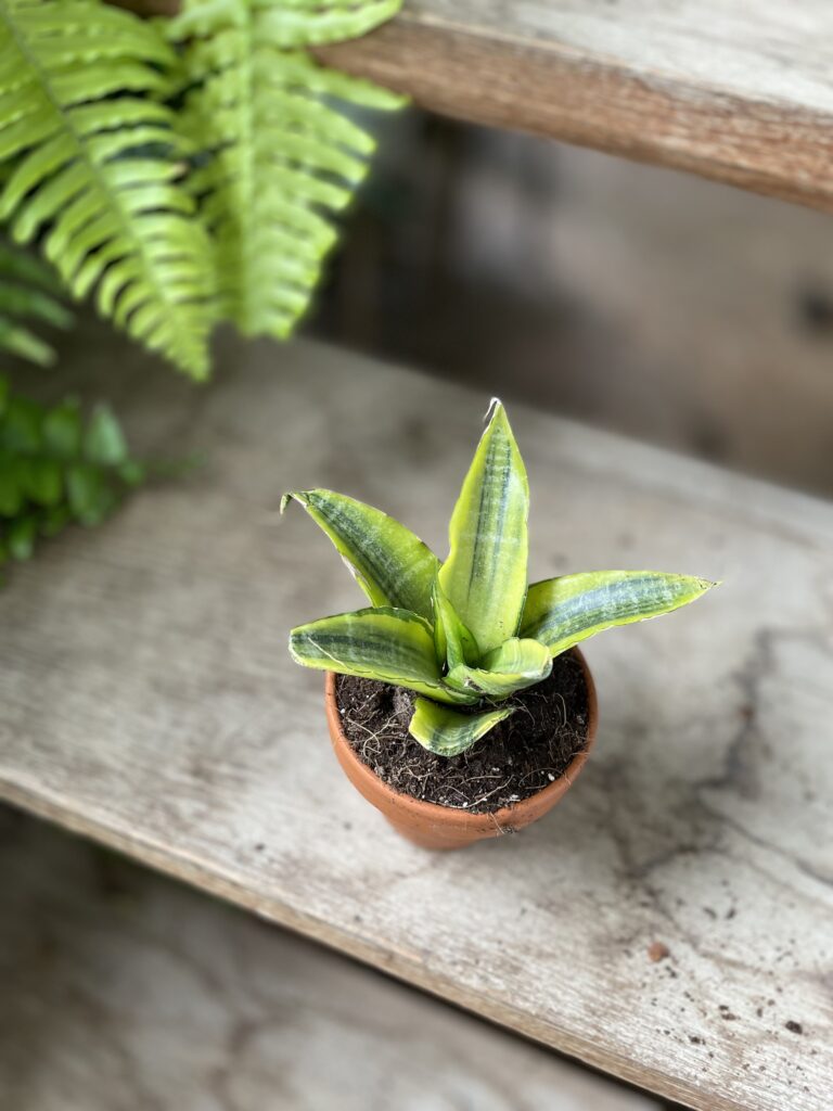 Sansevieria Gabriella Variegata - Jungle Boogie