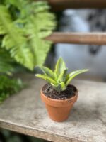 Zdjęcie rosliny doniczkowej Sansevieria Gabriella Variegata, ujęcie 2