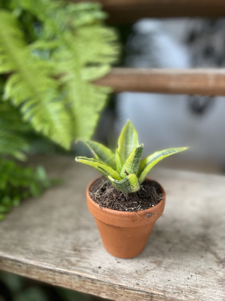 Zdjęcie rosliny doniczkowej Sansevieria Gabriella Variegata, ujęcie 2