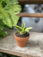 Zdjęcie rosliny doniczkowej Sansevieria Gabriella Variegata, ujęcie 3