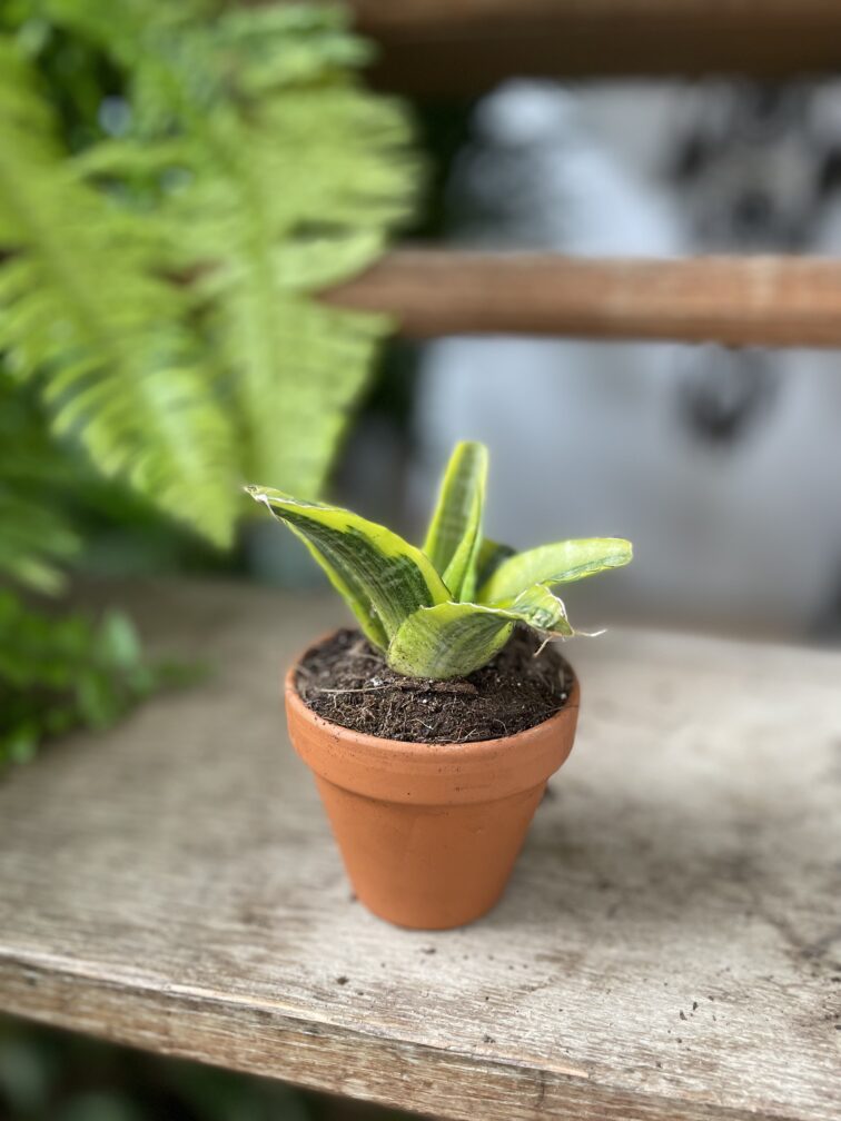 Zdjęcie rosliny doniczkowej Sansevieria Gabriella Variegata, ujęcie 3