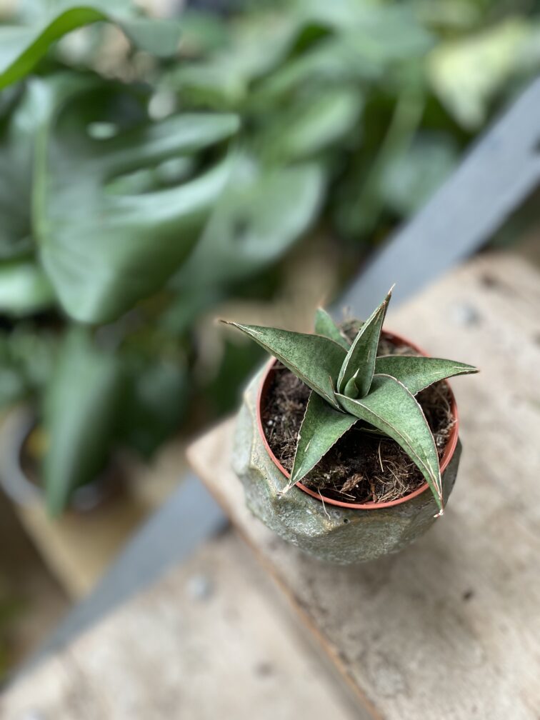 Zdjęcie rosliny doniczkowej Sansevieria Tower Gray, ujęcie 1