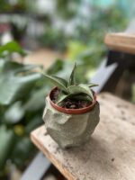 Zdjęcie rosliny doniczkowej Sansevieria Tower Gray, ujęcie 2