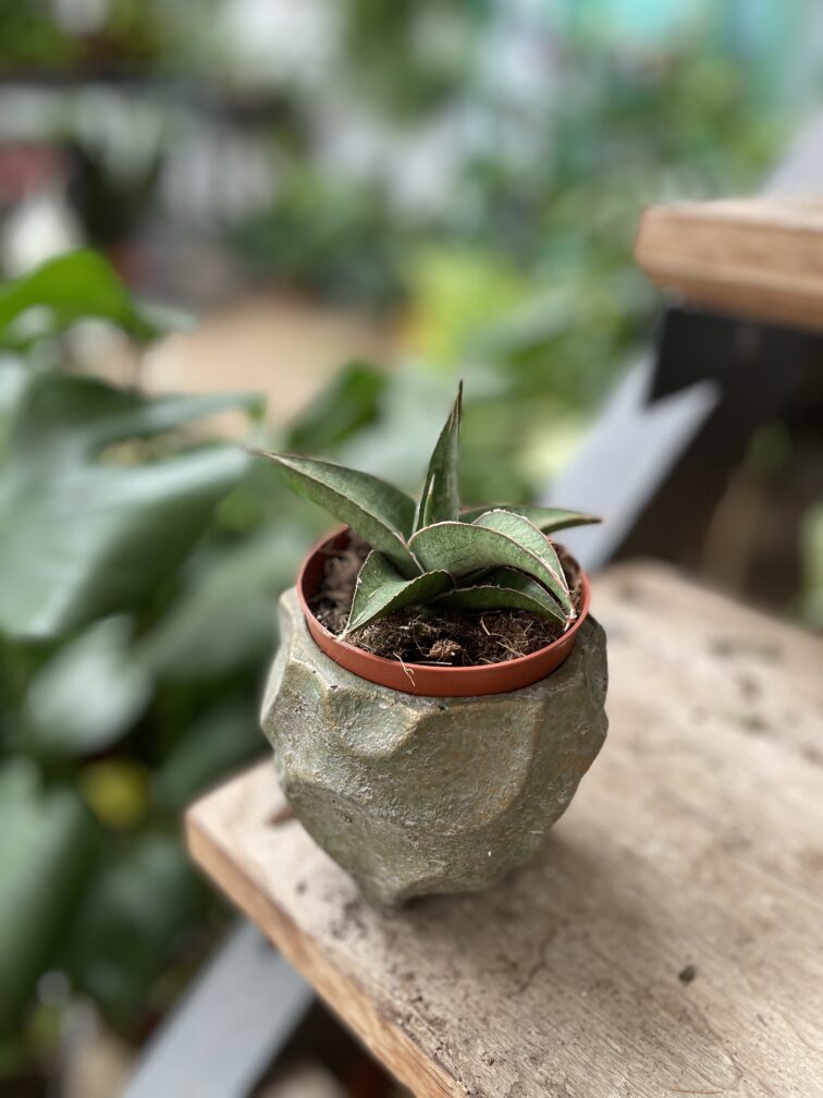 Zdjęcie rosliny doniczkowej Sansevieria Tower Gray, ujęcie 2