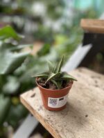 Zdjęcie rosliny doniczkowej Sansevieria Tower Gray, ujęcie 3