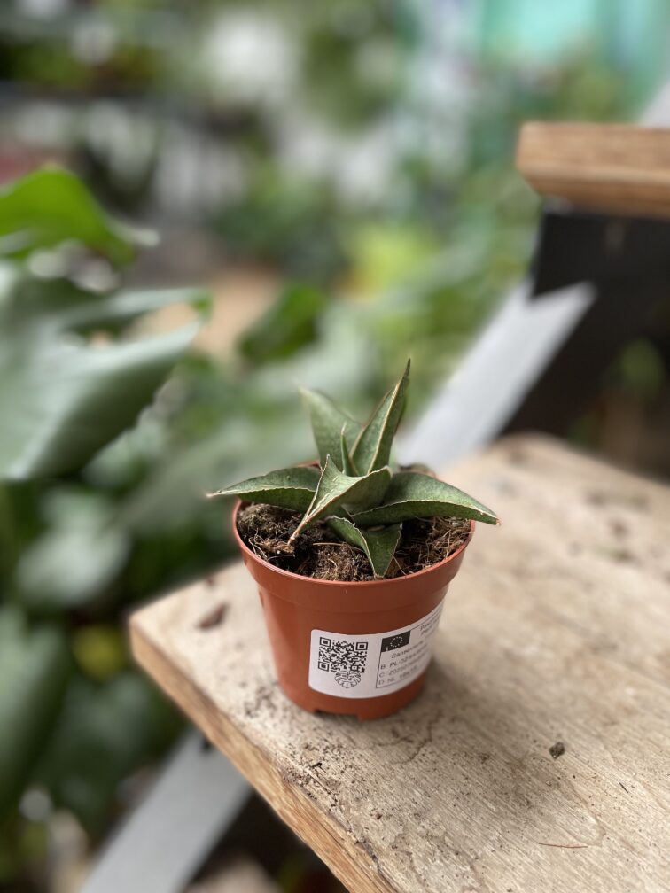 Zdjęcie rosliny doniczkowej Sansevieria Tower Gray, ujęcie 3