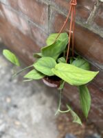 Zdjęcie rosliny doniczkowej Scindapsus Jade Satin, ujęcie 1