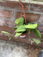 Zdjęcie rosliny doniczkowej Scindapsus Jade Satin, ujęcie 2