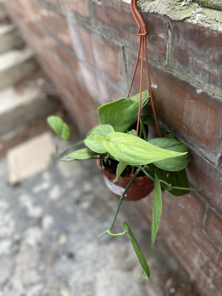 Zdjęcie rosliny doniczkowej Scindapsus Jade Satin, ujęcie 3