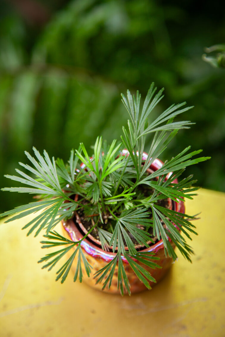 Zdjęcie rosliny doniczkowej Actiniopteris australis, ujęcie 1