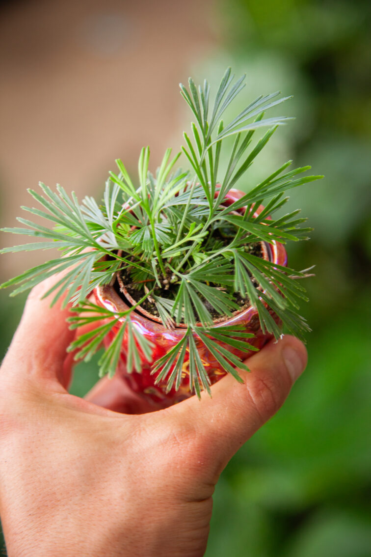 Zdjęcie rosliny doniczkowej Actiniopteris australis, ujęcie 2