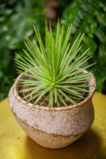 Zdjęcie rosliny doniczkowej Agave stricta Nana, ujęcie 1