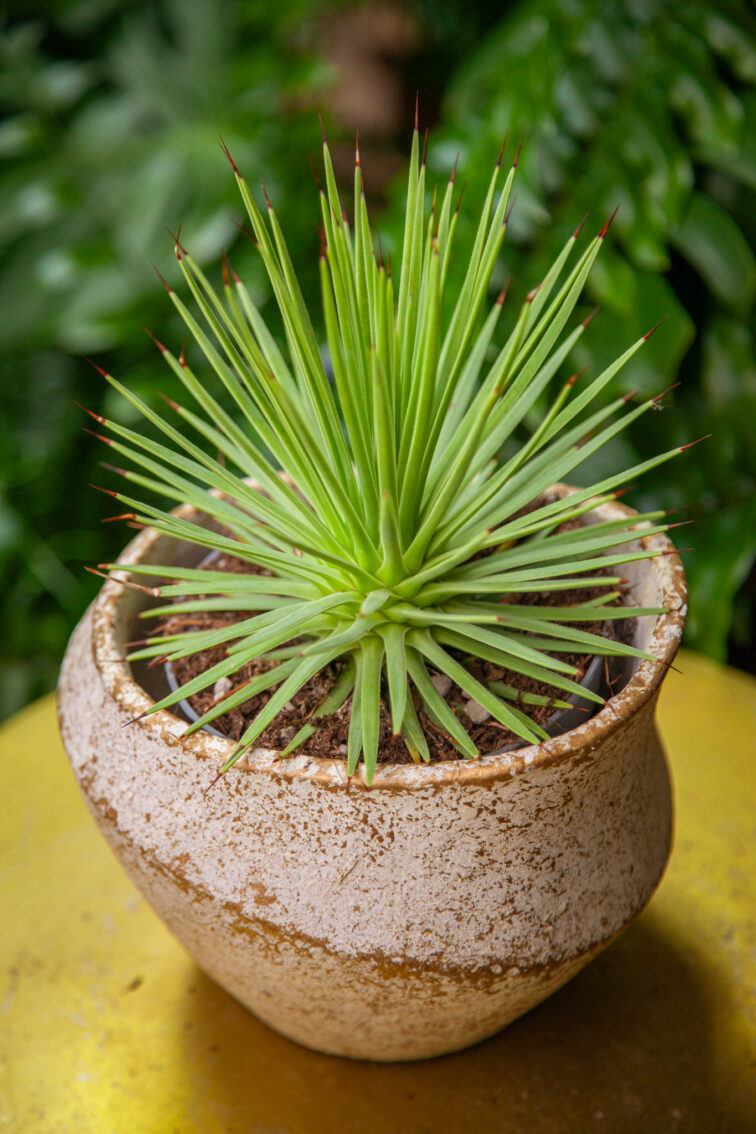 agave-stricta-nana_13x22-1_1749291275.jpg Zdjęcie rosliny doniczkowej Agave stricta Nana, ujęcie 1