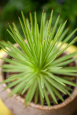 Zdjęcie rosliny doniczkowej Agave stricta Nana, ujęcie 2