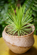 Zdjęcie rosliny doniczkowej Agave stricta Nana, ujęcie 3