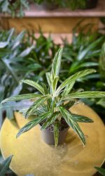 Zdjęcie rosliny doniczkowej Aglaonema Zebra, ujęcie 1