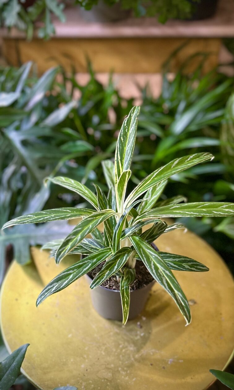 Zdjęcie rosliny doniczkowej Aglaonema Zebra, ujęcie 1