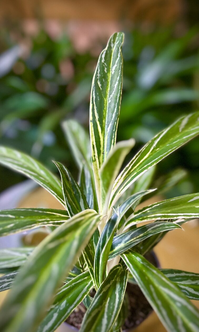 Zdjęcie rosliny doniczkowej Aglaonema Zebra, ujęcie 2