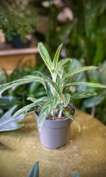 Zdjęcie rosliny doniczkowej Aglaonema Zebra, ujęcie 3