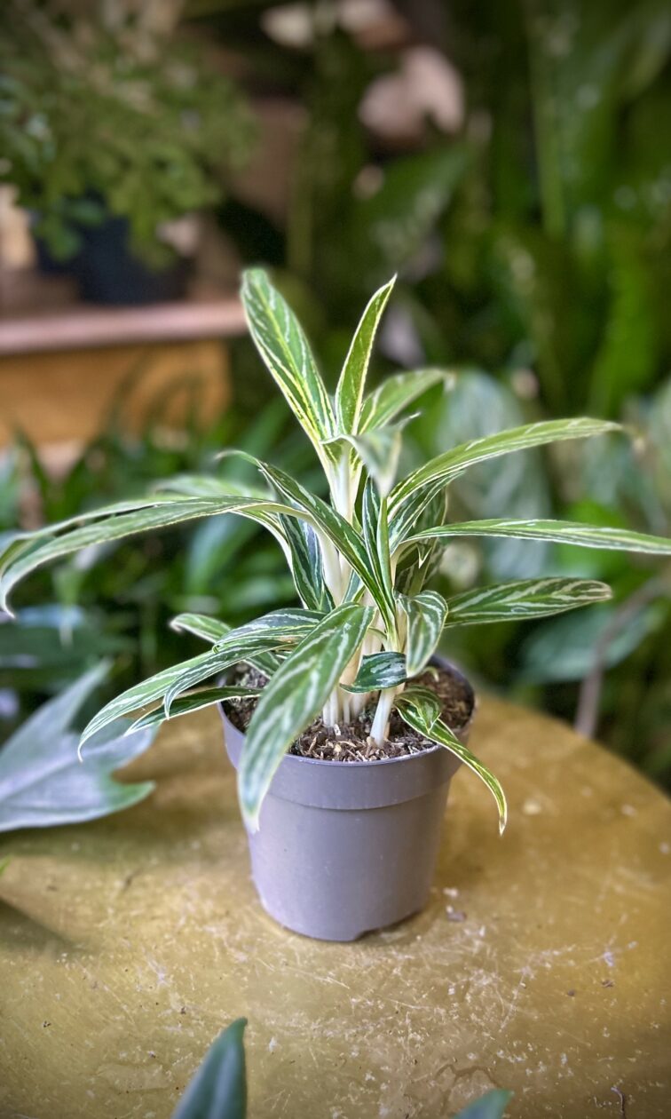 Zdjęcie rosliny doniczkowej Aglaonema Zebra, ujęcie 3