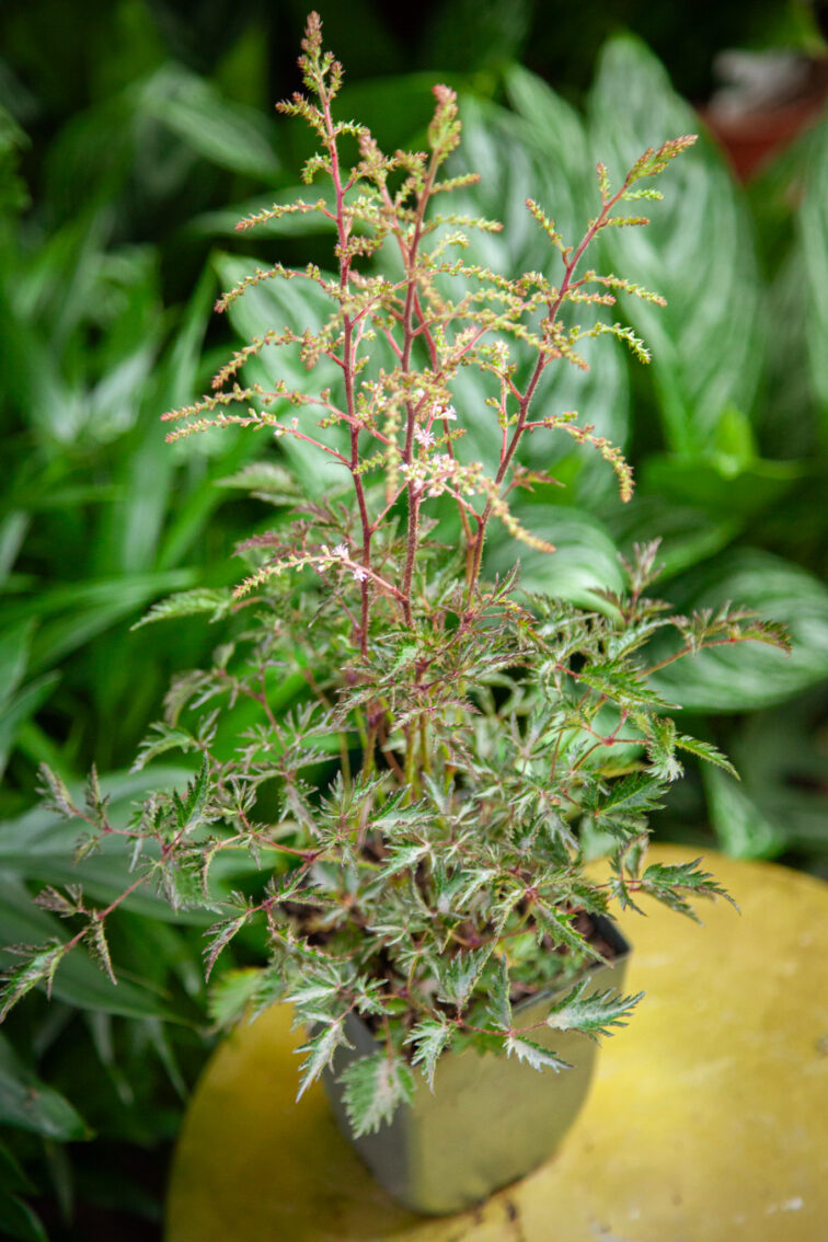 Zdjęcie rosliny doniczkowej Astilbe simplicifolia Sprite (Tawułka pojedynczolistna), ujęcie 1