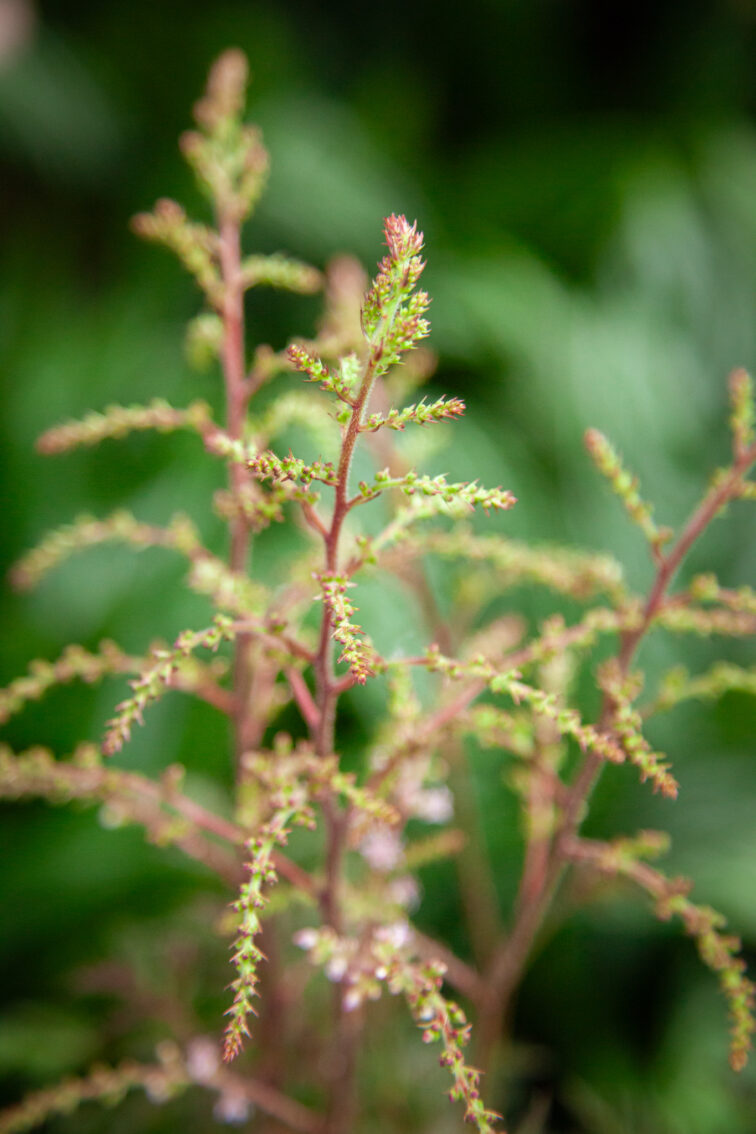 Zdjęcie rosliny doniczkowej Astilbe simplicifolia Sprite (Tawułka pojedynczolistna), ujęcie 2