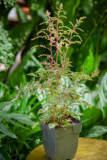 Zdjęcie rosliny doniczkowej Astilbe simplicifolia Sprite (Tawułka pojedynczolistna), ujęcie 3
