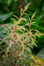 Zdjęcie rosliny doniczkowej Astilbe simplicifolia Sprite (Tawułka pojedynczolistna), ujęcie 4
