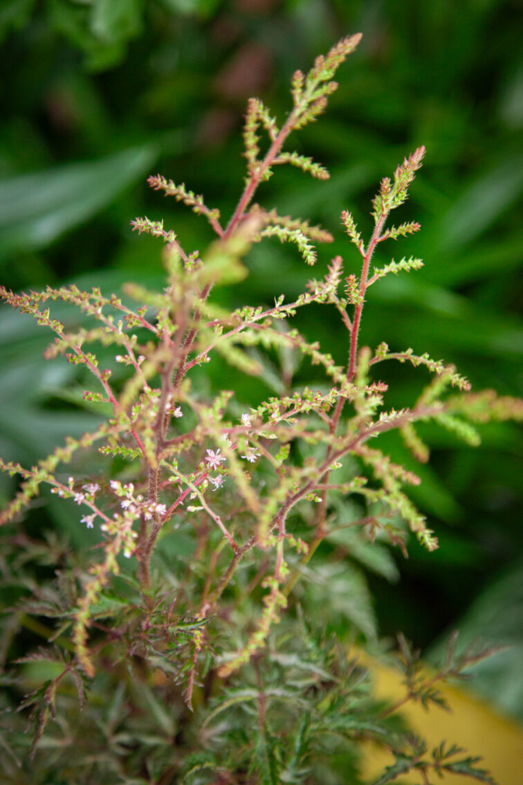 Zdjęcie rosliny doniczkowej Astilbe simplicifolia Sprite (Tawułka pojedynczolistna), ujęcie 4