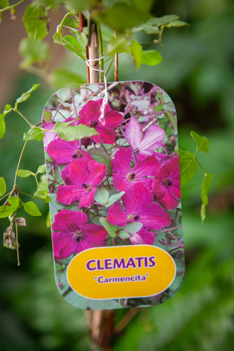 clematis-carmencita_17x70-1_1749292773.jpg Zdjęcie rosliny doniczkowej Clematis Carmencita, ujęcie 1