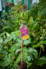 Zdjęcie rosliny doniczkowej Clematis Carmencita, ujęcie 2