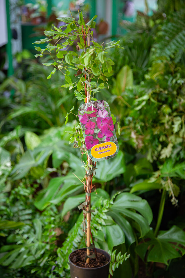 Zdjęcie rosliny doniczkowej Clematis Carmencita, ujęcie 2