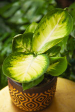 Zdjęcie rosliny doniczkowej Dieffenbachia Short Yellow, ujęcie 1