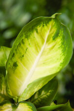 Zdjęcie rosliny doniczkowej Dieffenbachia Short Yellow, ujęcie 2