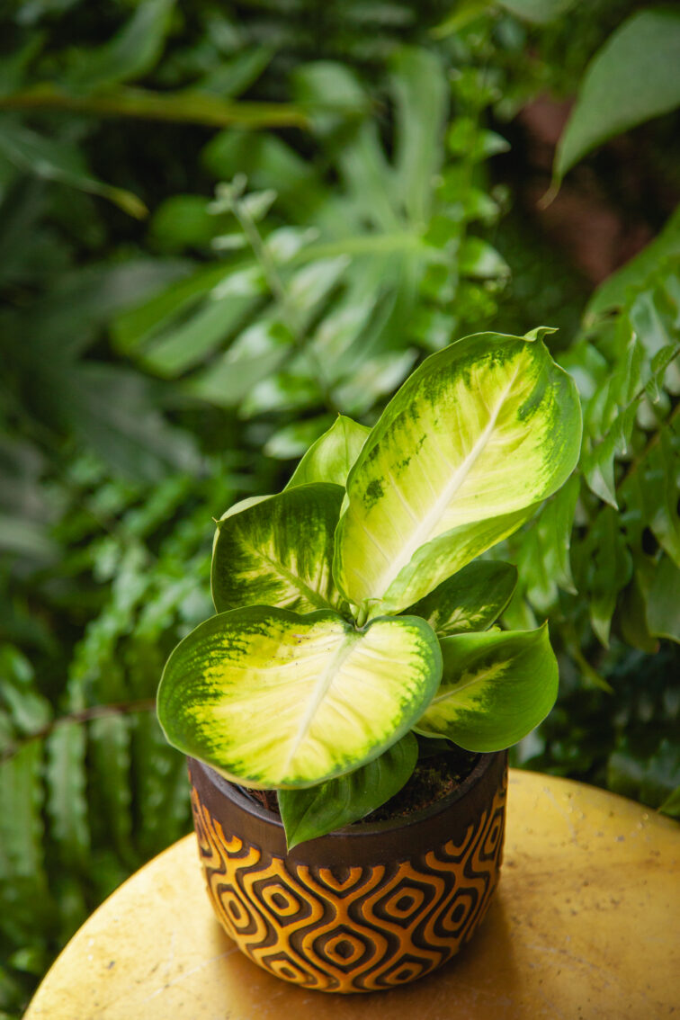 Zdjęcie rosliny doniczkowej Dieffenbachia Short Yellow, ujęcie 3