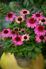 Zdjęcie rosliny doniczkowej Echinacea purpurea (jeżówka purpurowa), ujęcie 1
